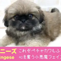 【 ペキニーズ 】これぞペチャカワもふもふ！！  心を奪う小悪魔フェイス！！