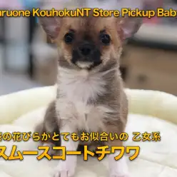 【 チワワ スムースコート 】桜の花びらがとてもお似合いの乙女系スムチーちゃんのご紹介