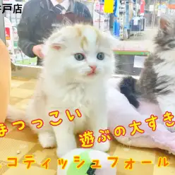 【 スコテッシュフォールド 】愛くるしさ120％スコティッシュフォールド