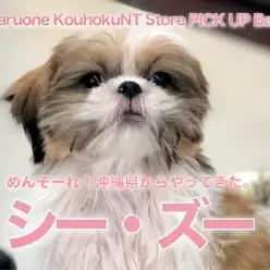 【 シーズー 】めんそーれ!沖縄県からやってきた。