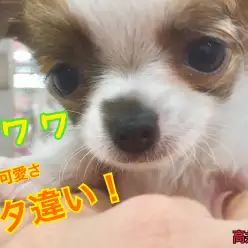 【 チワワ 】小さい！イケメン！愛嬌ばっちり！激カワ要素が三拍子！