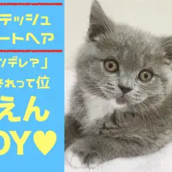 【 ブリティッシュショートヘア 】「ツンデレ」ってなんのこと??超甘ったれはヘソ天ポーズも超楽勝!