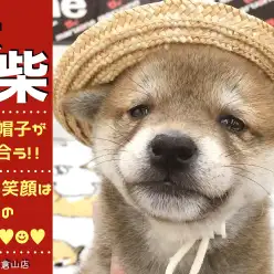 【 赤柴犬 】可愛いにんまり笑顔につられて笑顔!被り物シリーズは超必見!!