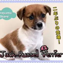 【 ジャックラッセルテリア 】平成最後!?の超優秀テリアが城山店に約2年ぶりの登場!