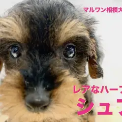 【 トイプードル × ミニチュアシュナウザー 】大人気犬種の魅力を受け継いだ魅惑のMIX犬!ブラッシング方法もご紹介