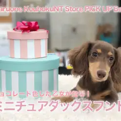 【 ミニチュアダックス 】チョコレート色した乙女が登場！