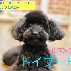 【 優秀トイプードル 】超優秀!見た目とのギャップに驚くなかれ!ブラックカラーのトイプードル登場!