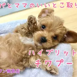 【 チワプー（MIX） 】「超」おっとりマイペースな警戒心ゼロのスーパーオンリーワンコ！