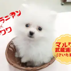 【 ポメ×チワワ（MIX犬）】生後67日で513gの極小サイズ！！老若男女問わず軽々抱っこ出来る小ささです！！