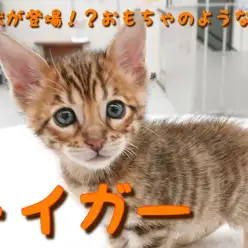 【 トイガー 】猛獣がペットショップに登場！？おもちゃのようなトラがやってきた！？