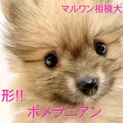 【 ポメラニアン 】1度見たらもう虜！美形・小さめ！生粋のアイドル!