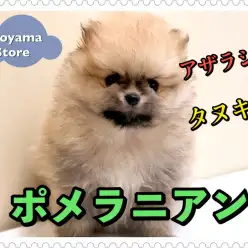 【 アザラシ系ポメラニアン 】タヌキを超えたアザラシ系！？超絶可愛いポメラニアン登場！