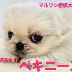 【 ペキニーズ 】今癒されたい方必見！お月様の様なまん丸フェイス、表情豊かなペキちゃん