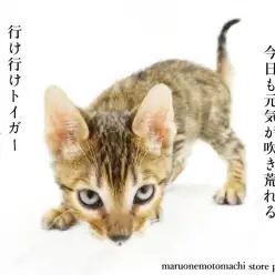 【 トイガー 】横浜最強の美男子と断言！小さい虎がやってきた！