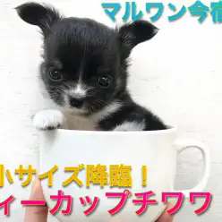 【 極小 チワワ 】生後52日で361gのティーカップサイズ！マズル短め・ドワーフ体型の癒し系ガール！