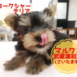 【 ヨークシャーテリア 】生後75日で700gの極小サイズ!!舌がペロっと!ペコちゃんヨーキー!!