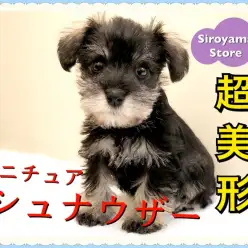 【 超美形シュナウザー 】ルックス&性格、超ハイスペックなワンコが登場!
