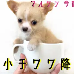 【 極小 チワワ 】マズル短め・クリームカラーの極小チワワ降臨！初めてのチワワ生活のための情報満載！