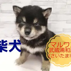 【 柴犬 】表情がころころ変わる！！～柴犬七変化！～
