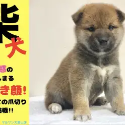 【 柴犬 】太く短いマズルと魅惑のムチコロボディ!!これぞたぬき顔!はじめての爪切りに挑戦!!