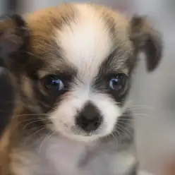 【 ロングコートチワワ 】レアカラーのレッド&ホワイトの被毛を纏っている大人気のたぬき顔チワワが登場!