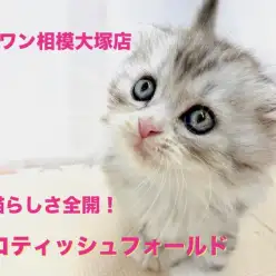 【 スコティッシュフォールド 】がばい可愛さ!子猫らしさ全開で遊ぶ姿に悶絶!大和市近郊の方は必見!