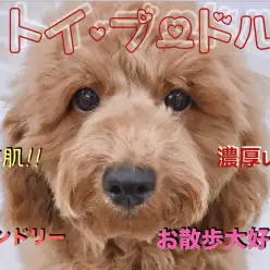 【 トイ・プードル 】すごい毛量と濃厚レッドカラー!!アウドドアを楽しみたい方必見のお散歩大好きガール♥