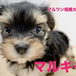【 MIX マルキー 】マルチーズとヨークシャーテリアのMIX犬!平成最後のバレンタインデーに生まれた甘えん坊さん