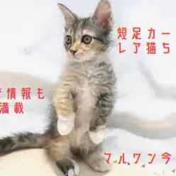 【 スクーカム 】超希少！短足カールのレア猫ちゃん！為になる食育情報も満載！