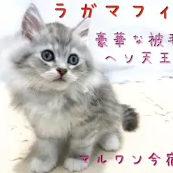 【 ラガマフィン 】初めての猫ちゃん生活におすすめ！豪華な被毛のヘソ天王子！