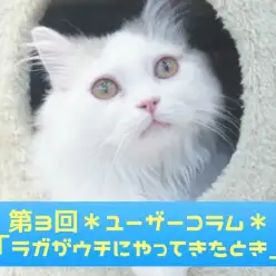 【 大倉山店ユーザーコラム 】アメショーとラガマフィンのパパのコラム ～第3話ラガマフィンがうちにやってきたときのお話～