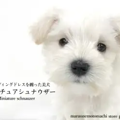 【 ホワイトシュナウザー 】永遠の花嫁！生涯ウェディングドレスを纏った美犬登場！