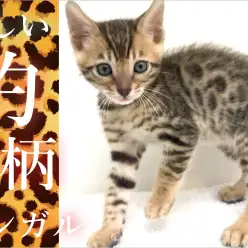 【 ベンガル 】小さな豹がやってきた!!甘ったれのワイルドボーイ!!