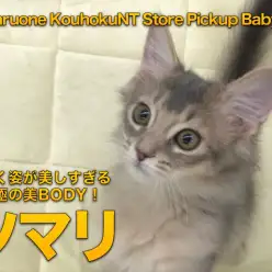 【 ソマリ 】歩く姿が美しすぎる 究極の美BODY!