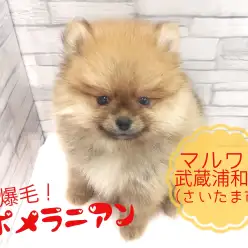 【 ポメラニアン 】もふもふ爆毛ポメ！貴重なポメドリルは必見！！