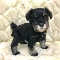 【 ミニチュア・シュナウザー 】訓練士も納得！トレーニング能力の高い知られざるシュナの魅力！