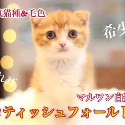 【 スコティッシュフォールド 】大人気猫種＆カラーのスペシャルキャットが登場！！
