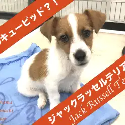 【 ジャックラッセルテリア 】あなたの恋のキューピッド?!横浜元町店にハートのジャックが入店です!