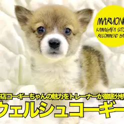 【 ウェルシュコーギーペンブローク 】鎌ヶ谷店コーギーちゃんの魅力をトレーナーが徹底分析！！