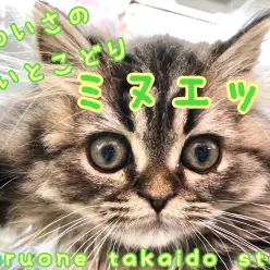 【 ミヌエット 】ペルシャ・マンチカンの良いとこ取り！激カワ⁉モフモフニャンコ‼