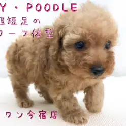 【 トイ・プードル 】超短足！ドワーフ体型の2頭身プードルくんは初めての方にオススメです！