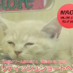 【 ブリティッシュショートヘア 】日本版クリームあにきこと「梅島あにき」登場!