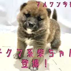 【 柴犬 】子クマ系柴ちゃん登場！初めての方向けの情報満載です！