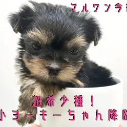 【 極小 ヨークシャーテリア 】超希少種！極小ヨーキーちゃん降臨！激かわ写真とトレーニング情報は必見です！