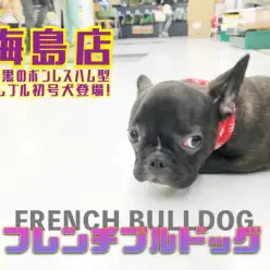 【 フレンチブルドッグ 】漆黒のボンレスハム型フレブル初号犬登場!