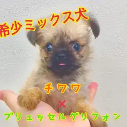 【 MIX 】超希少犬種ミックス犬！入店速報！