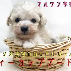 【 ティーカップ プードル 】生後54日で431g！クリームカラーの極小プーちゃんはおっとりガール！