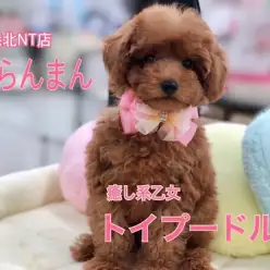 【 トイ・プードル 】春爛漫!パステルカラーがお似合いの乙女系プーちゃん