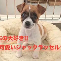 【 ジャックラッセルテリア 】一緒に遊ぶのが大好き！元気で可愛い子がやってきた！！