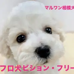 【 ビションフリーゼ 】将来はアフロ犬!わたあめボーイはマッサージがお好き?